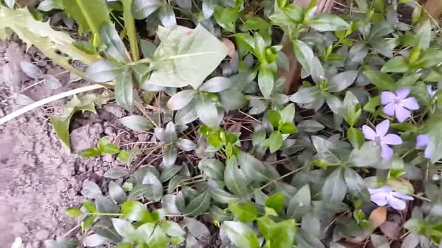 Почвопокровные: БАРВИНОК- весеннее цветение смотреть онлайн