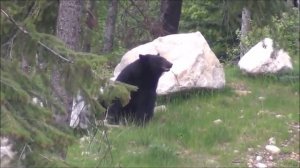 Охота на Медведя лучшие выстрелы и опасные моменты, Bear Hunt