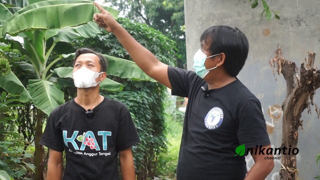 Yang Muda Yang "Nganggur" Bersama Sandy Bendoy Komunitas Anggur Tangsel смотреть онлайн