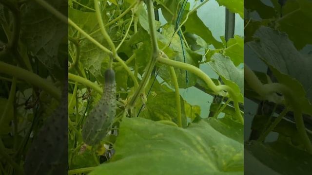 Как мы мясо коптили смотреть онлайн
