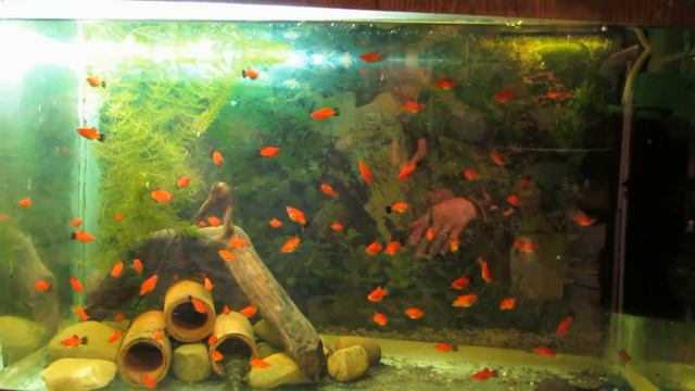 Обзор аквариумов! В "Колхозе" новый "трон"!) смотреть онлайн