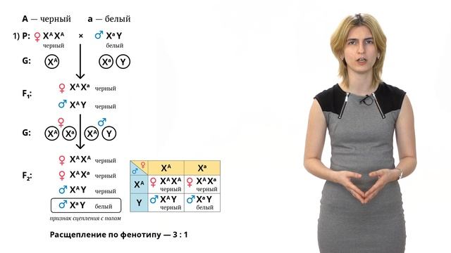 9. Генетика пола. Решение генетических задач 9 - 11 класс смотреть онлайн