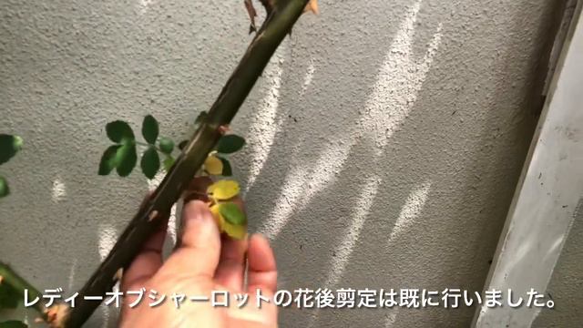 クレマチス　ロウグチの梅雨前の花後剪定　薔薇を守る　薔薇とクレマチスのコラボです。　ロウグチは新枝咲きの品種です。　ガッツリ切って見ました。10日目には新芽が出ました。 смотреть онлайн