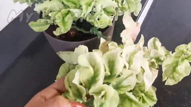 Pedilanthus Curly pink | white ghost | Devil's back bone | care | hanging plant | смотреть онлайн