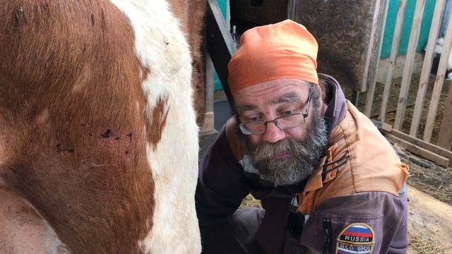 Первая дойка первотёлки коровы и рассказ об отеле Девятки смотреть онлайн