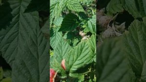 МАЛИНОВОЕ «ДЕРЕВО» | КАК ПРИЩИПЫВАТЬ | КАК УВЕЛИЧИТЬ УРОЖАЙ | КАК ПРАВИЛЬНО ФОРМИРОВАТЬ МАЛИНУ