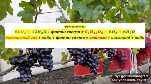 ? Вот почему САЖЕНЦЫ ВИНОГРАДА ПОГИБАЮТ после укоренения черенков. Почему гниют корни? Как ПОЛИВАТЬ