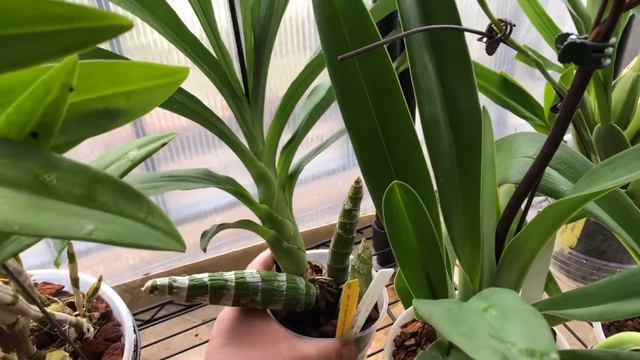 April grow space update 4/14/18🌱🌸🌺🌿 смотреть онлайн