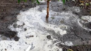 Как посадить кизил