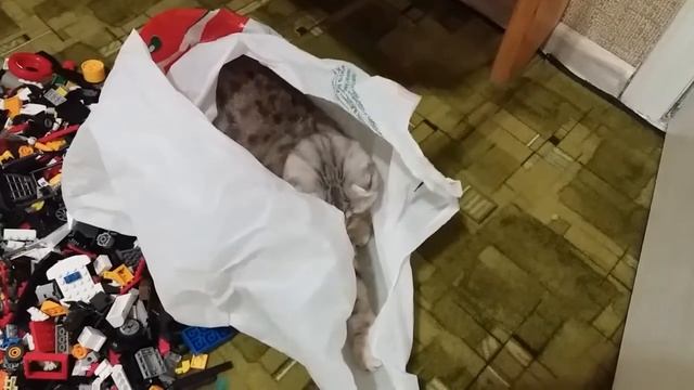 Любимое Место Кошки Хлои - в Пакете ? Шотландская Вислоухая Кошка играет / Игрушки для котов смотреть онлайн