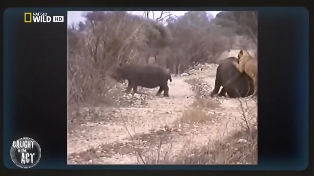 Львы рвут бегемота на куски смотреть онлайн