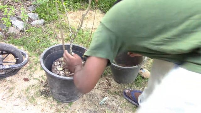 How I grow pomegranate in a pot смотреть онлайн