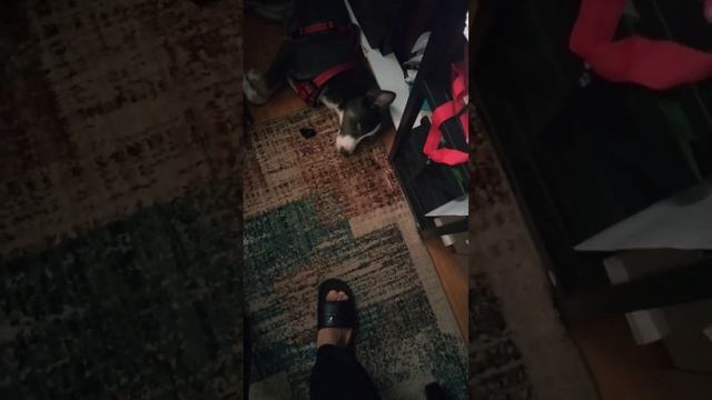 What I'm Grateful For - Mogu Chilling Hours #dog #sograteful #thankfulnomatterwhat смотреть онлайн