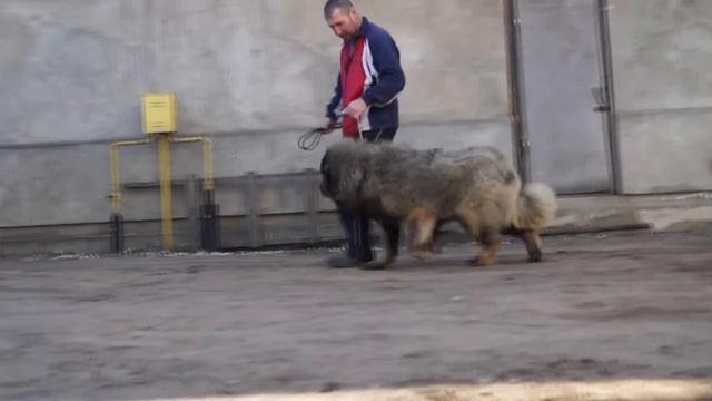 Край Черноземья Верона 11 месяцев смотреть онлайн