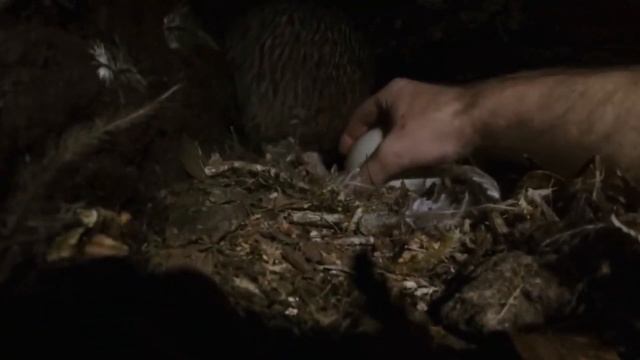 Необычная Птичка Киви смотреть онлайн