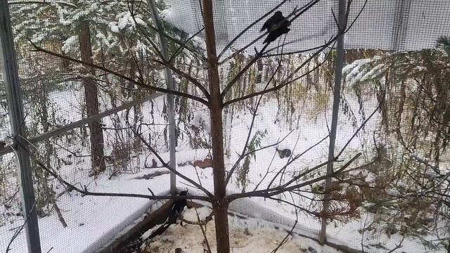 Проверка мохноногости сыча смотреть онлайн