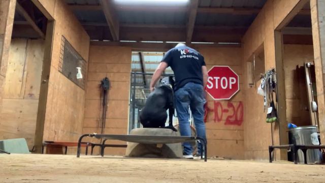 Aggressive Cane Corso day 3 смотреть онлайн