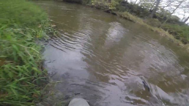 Lamiglas X-11 Salmon Steelhead Float/Drift Fishing Rod Review/Steelhead Rod Review/Salmon Rod Revie смотреть онлайн