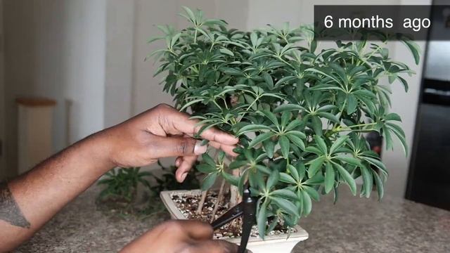 Dwarf Umbrella Tree Schefflera Arboricola indoor bonsai with aerial roots progression - Dec 2020 смотреть онлайн