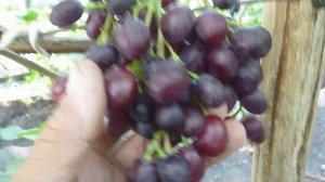 Виноград Аюта