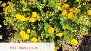 Цветет все лето. Хиты «лейтяйского» сада-Лапчатка Белла Сол.