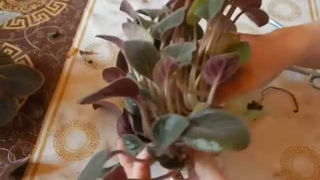 Обрезка фиалки (старого растения), выпадающей из горшка. Сенполии уход. смотреть онлайн