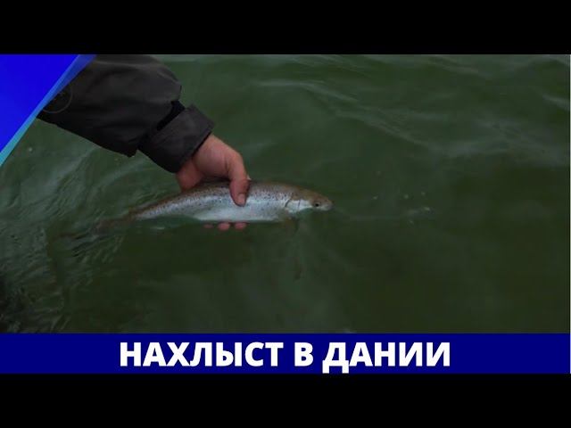 Нахлыст в Дании // География нахлыста смотреть онлайн