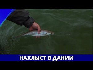 Нахлыст в Дании // География нахлыста