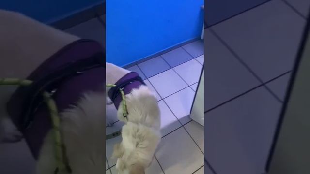 Снежок отправился на УЗИ брюшной полости. Часть 1. Результаты тьфу-тьфу хорошие. Кроме сердца