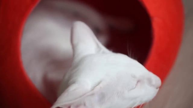 ПОЧЕМУ КОШКА ПЕРЕСТАЛА ХОДИТЬ В ЛОТОК? смотреть онлайн