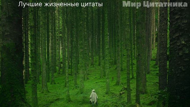 Лучшие Жизненные Цитаты со Смыслом, До Слёз! Слова Которые сделают тебя Мудрее и Умнее