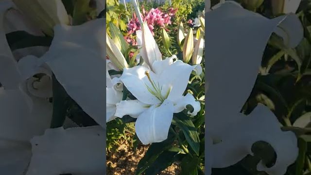 Лилия Zambesi. Группа ОТ гибриды. смотреть онлайн