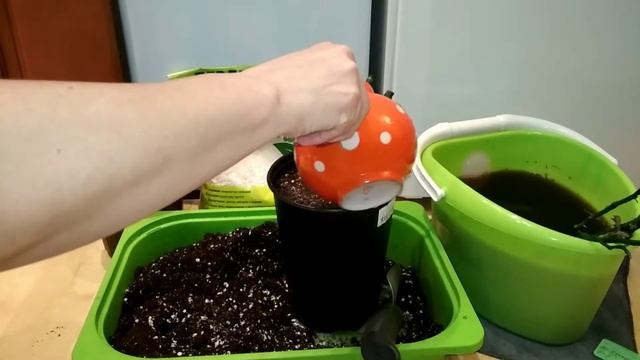 Розы из коробки от Кутепово. Часть 2. Передержка до высадки в сад. Подробные комментарии смотреть онлайн