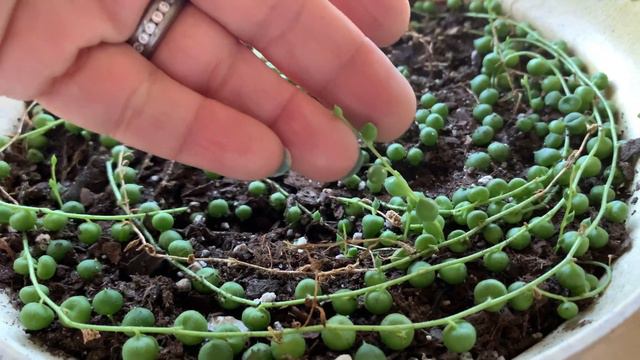 Minhas PLANTAS 🪴 e o inverno dos ESTADOS UNIDOS смотреть онлайн