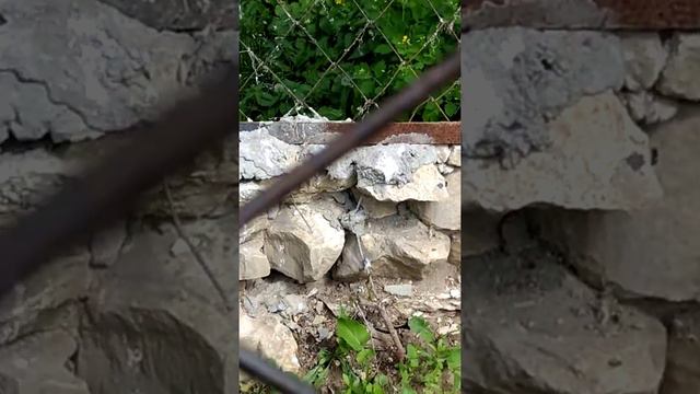 Казань зоопарк(64) смотреть онлайн