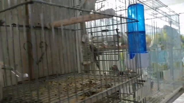 Rabbit,Parrot,Tortoise,And,Others смотреть онлайн