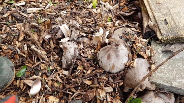 Help With Mushroom ID -  Wild Garden Mushroom Hunting January 2019