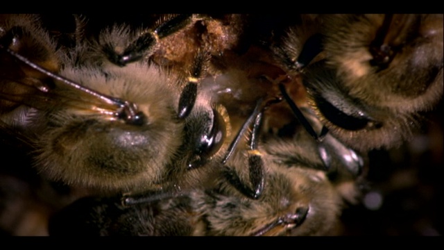 Африканские пчелы-убийцы (Killer Bees of Africa) смотреть онлайн