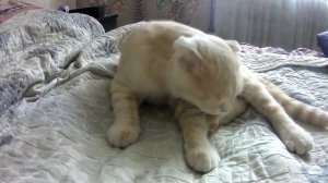 Умывание кошек. Кошачья гигиена.