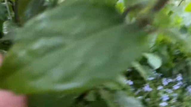 Zwerg-Rispenhortensie „Little Lime“. Normierung Ende Juni. смотреть онлайн