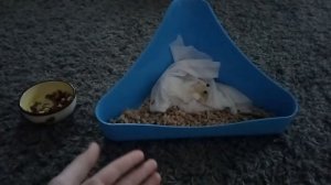 КАК ПРИУЧИТЬ КРОЛИКА К ЛОТКУ?! /Моя история и способы приучивания