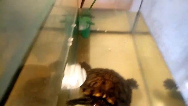 Эксперимент: что будет если черепах, которые жили в одном аквариуме рассадить по разным аквариумам? смотреть онлайн