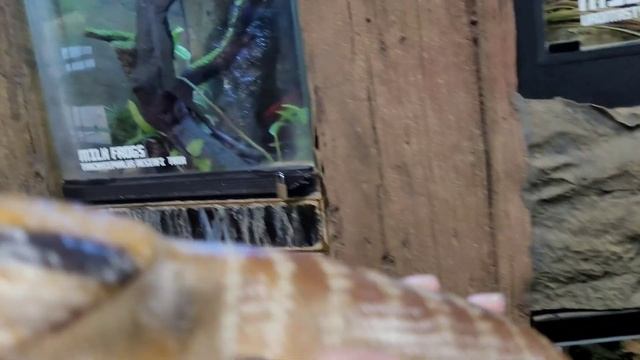 OFR Behind the Scenes Tours The Reptarium смотреть онлайн