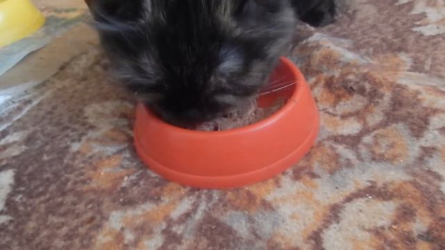 Четвероногих дегустирует/консерва для кошек Bio Menu смотреть онлайн