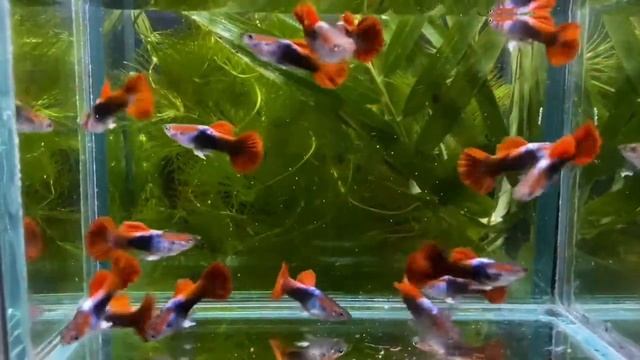 Red Rose Cauli Guppies смотреть онлайн