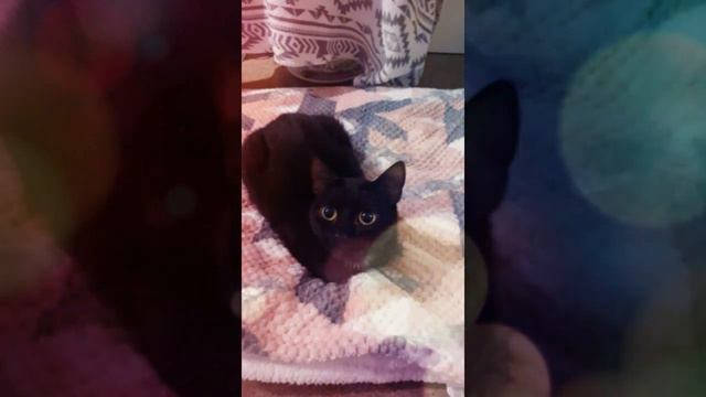 КАК кошка Луна спит с открытыми глазами и КАК она встала на окно смотреть онлайн