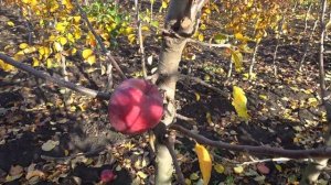 Самый вкусный клон сорта РЕД ДЕЛИШЕС /Яблоня РЕД КАП