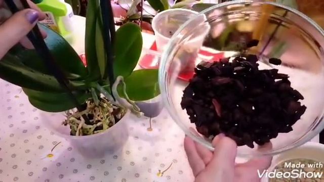 Новая Орхидея | Посадка и Обработка от Вредителей | Phal. Green Apple смотреть онлайн