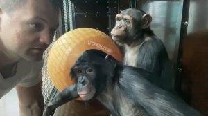 Дан Запашный, его шимпанзе Мальта и Боня в Магнитогорском цирке 14.06.2020