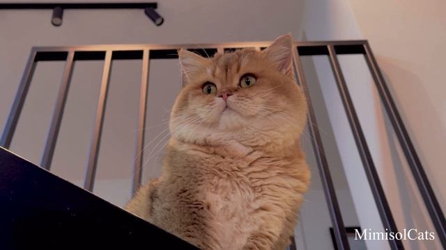 IRobot S9 и Miele RX3 в битве с кошачьей шерстью. MimisolCats